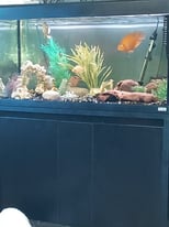 4ft fish tank and stand