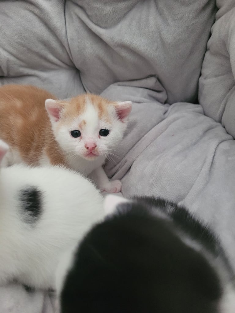 Kittens 