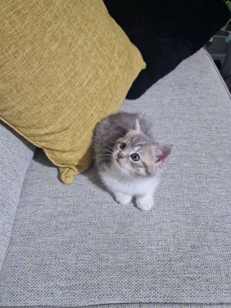 Tow kittens 