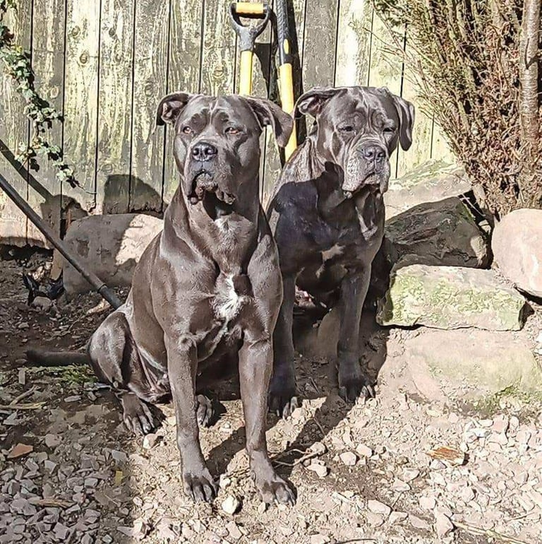 Cane Corso females iccf paperwork