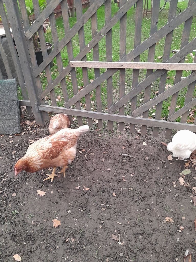 Chickens. 