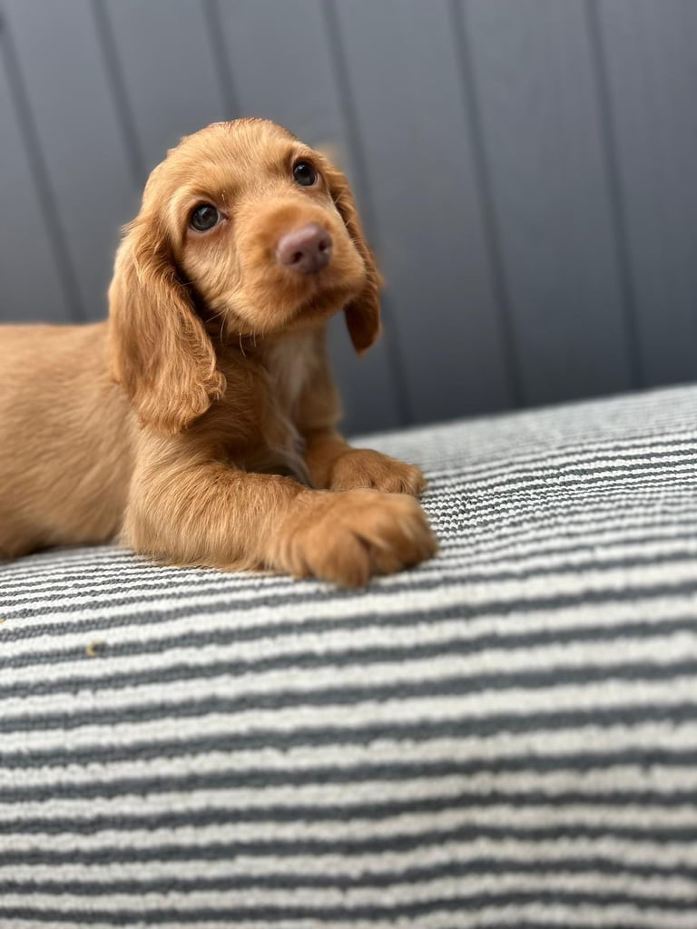 Cockapoo puppies 