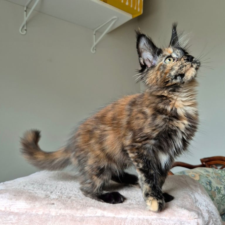 Maine coon gccf reg