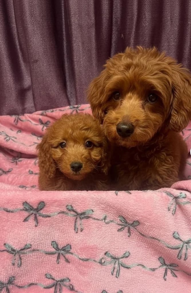 Cavapoo puppy for sale