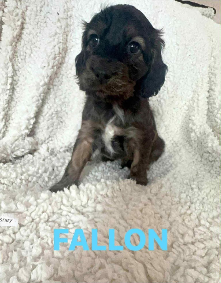 Show cocker Spaniels ready 4th November 