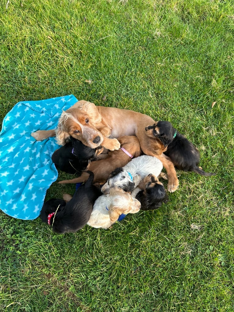 ONLY 3  LEFT Cocker show type spaniel puppy’s 