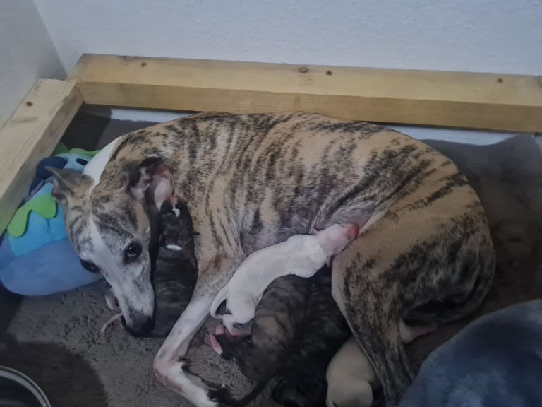 Full Pedigree Whippet Puppies