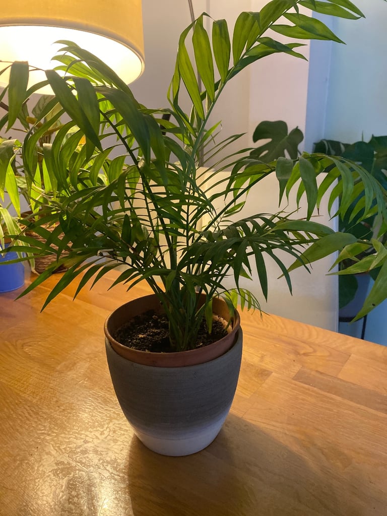 Plants 