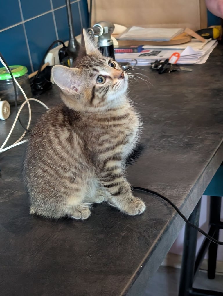 Stunning tabby kitten