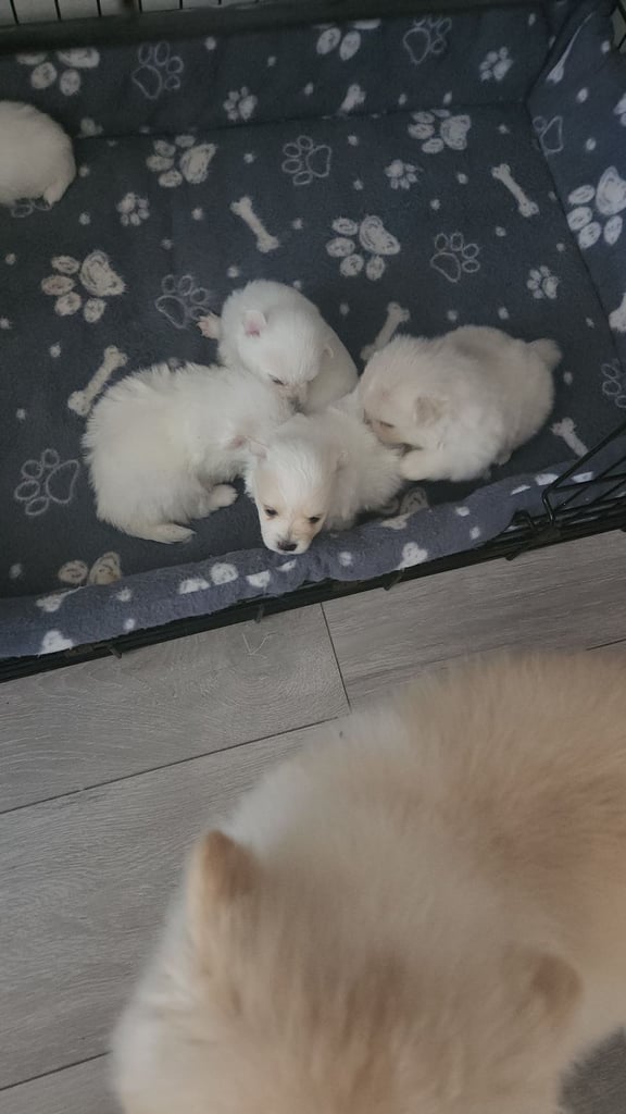 Pomeranian puppys 