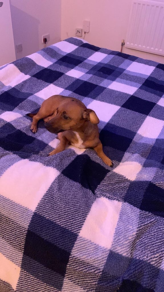 minature jack russell