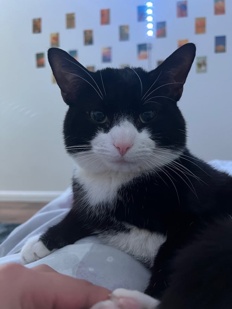 Very friendly British shorthair 