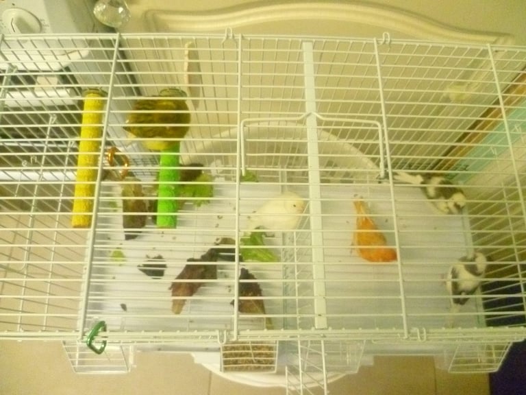 5 Canary Canaries Birds for sale for £140 Yellow, White/Black  Red Pure White Small Cage and Food