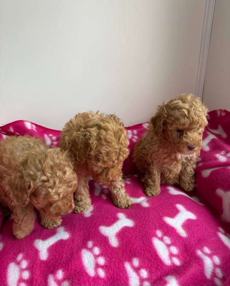 Poodle puppies looking for new homes 