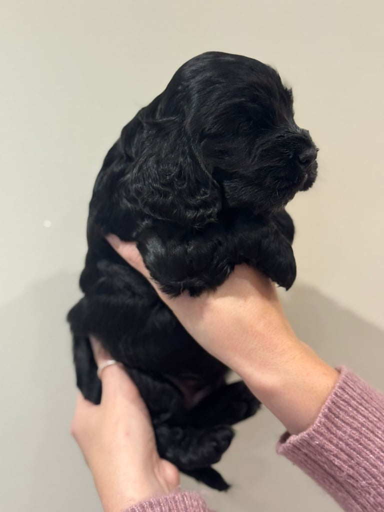 Beautiful black cocker spaniel puppies 