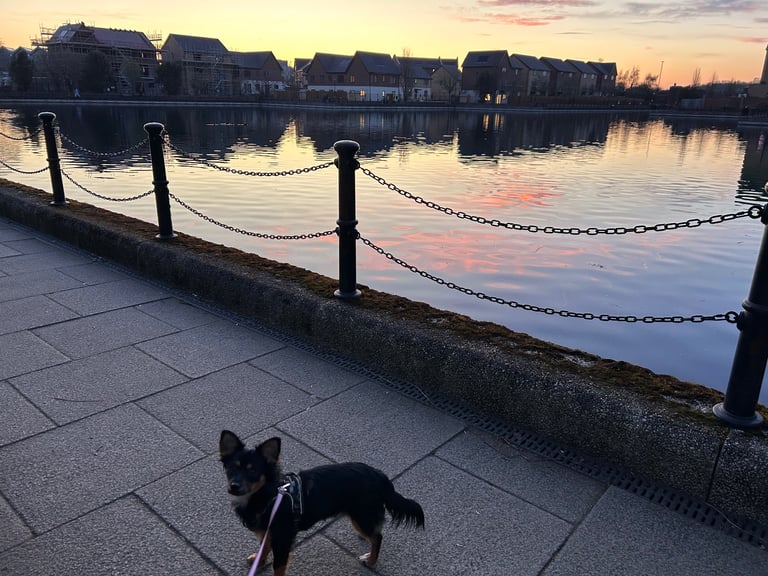 Miniature pinscher male