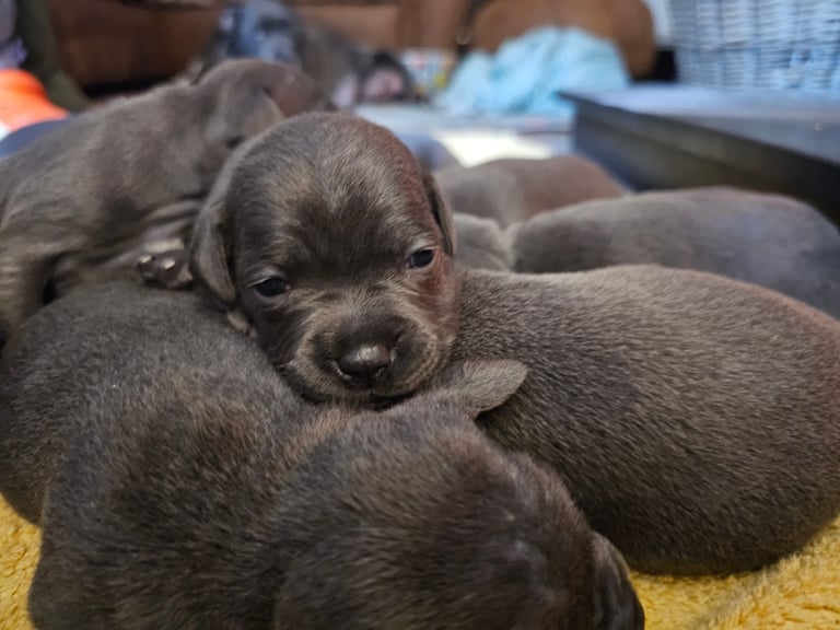 Blue Staffordshire Bull Terrier Puppiess