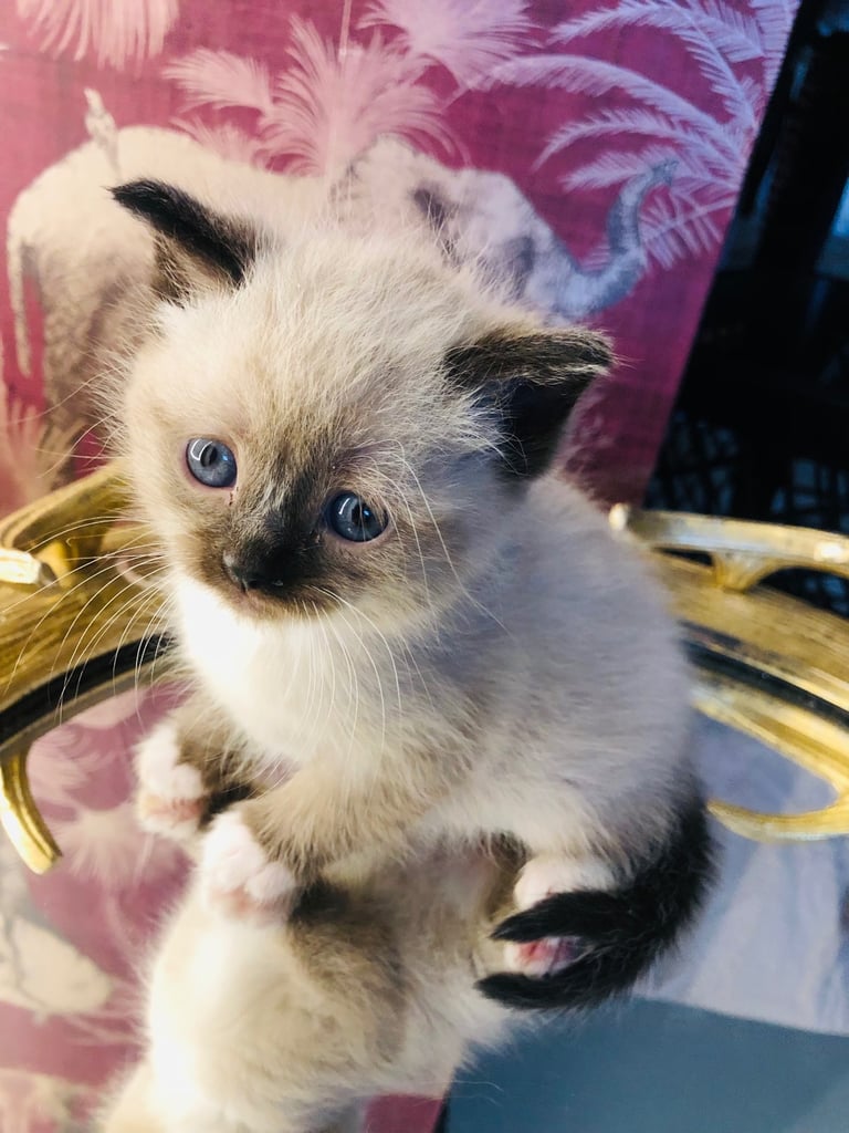 Ragdoll kitten