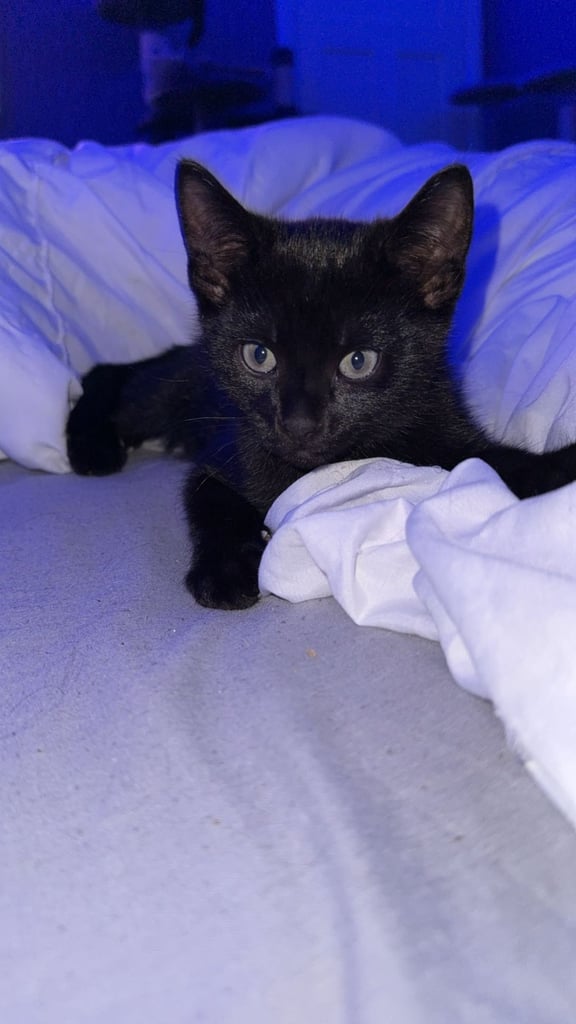 🛑last kitten🛑