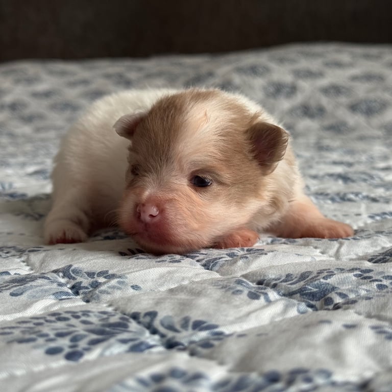 Fluffy and adorable Pomeranian puppies