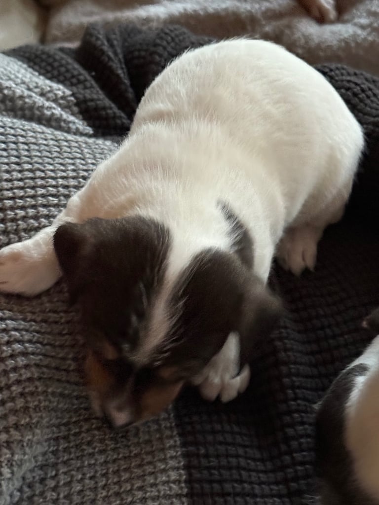 Jack Russell puppies 