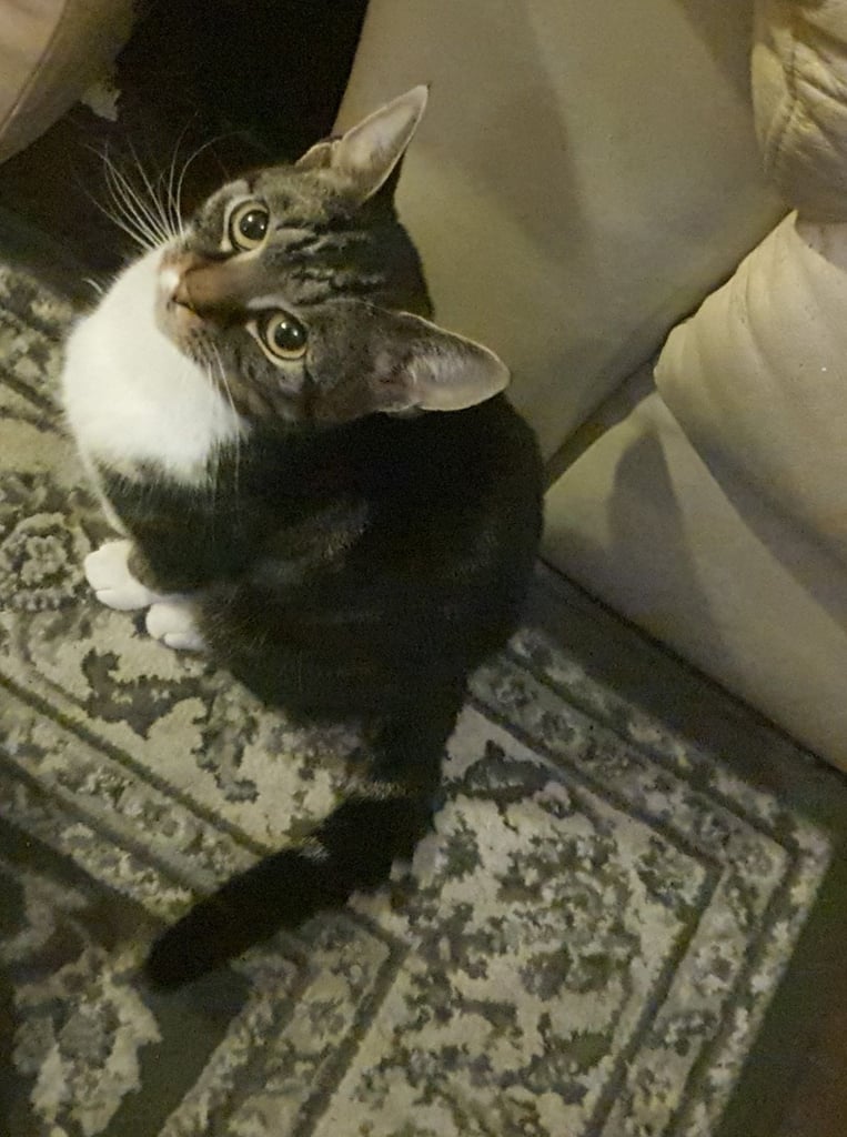 image for Cat for sale 