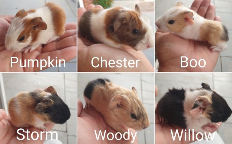 Baby guinea pigs