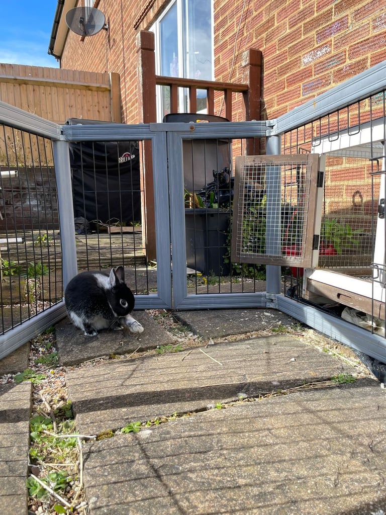 Netherland Dwarf Rabbit, including cage 