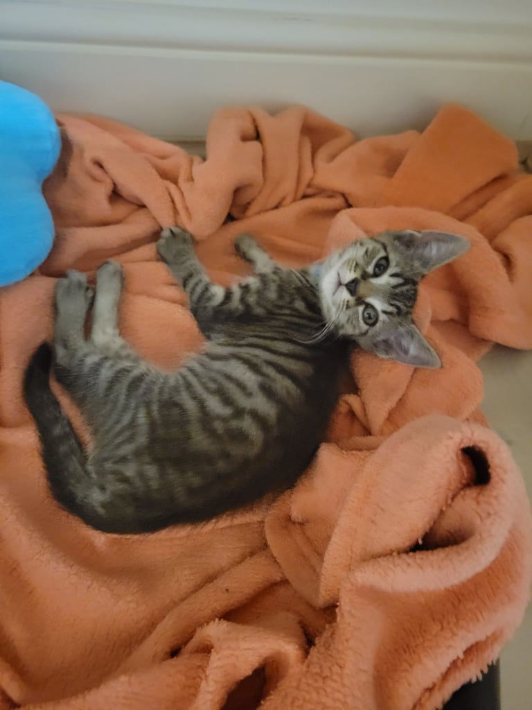 Kitten- Playful loving tabby! 