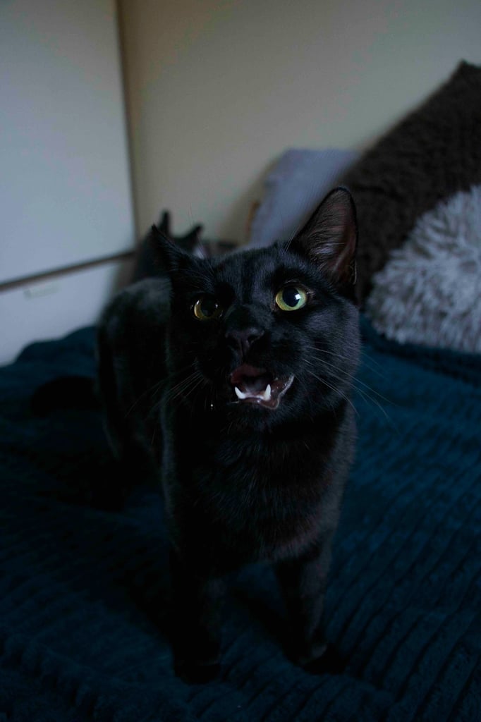 Male Kitten for Sale 8 months