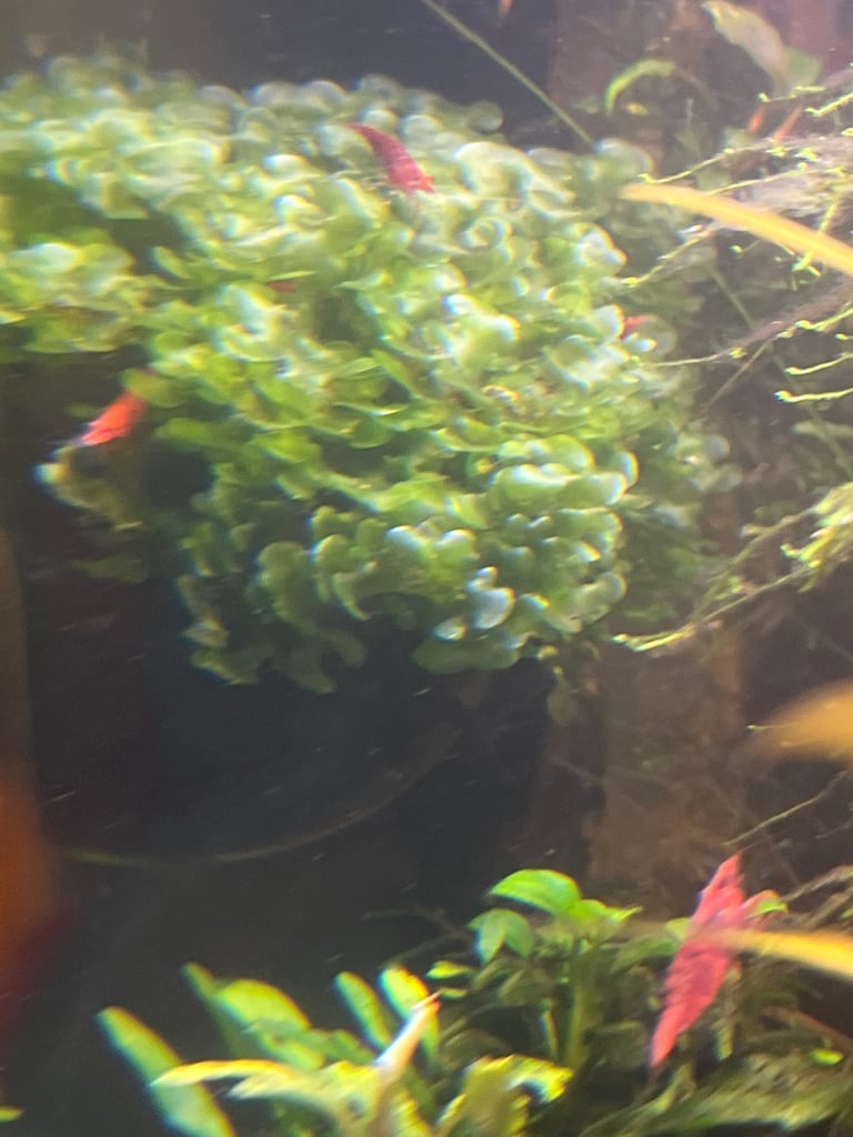 Nano fish red cherry shrimp