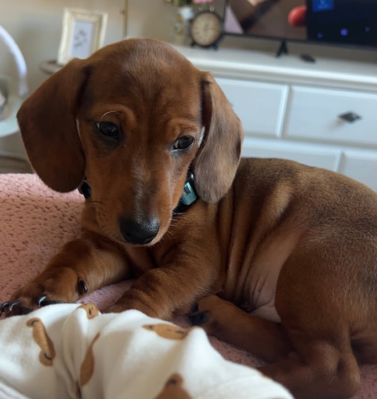 Miniature dachshund male puppy 