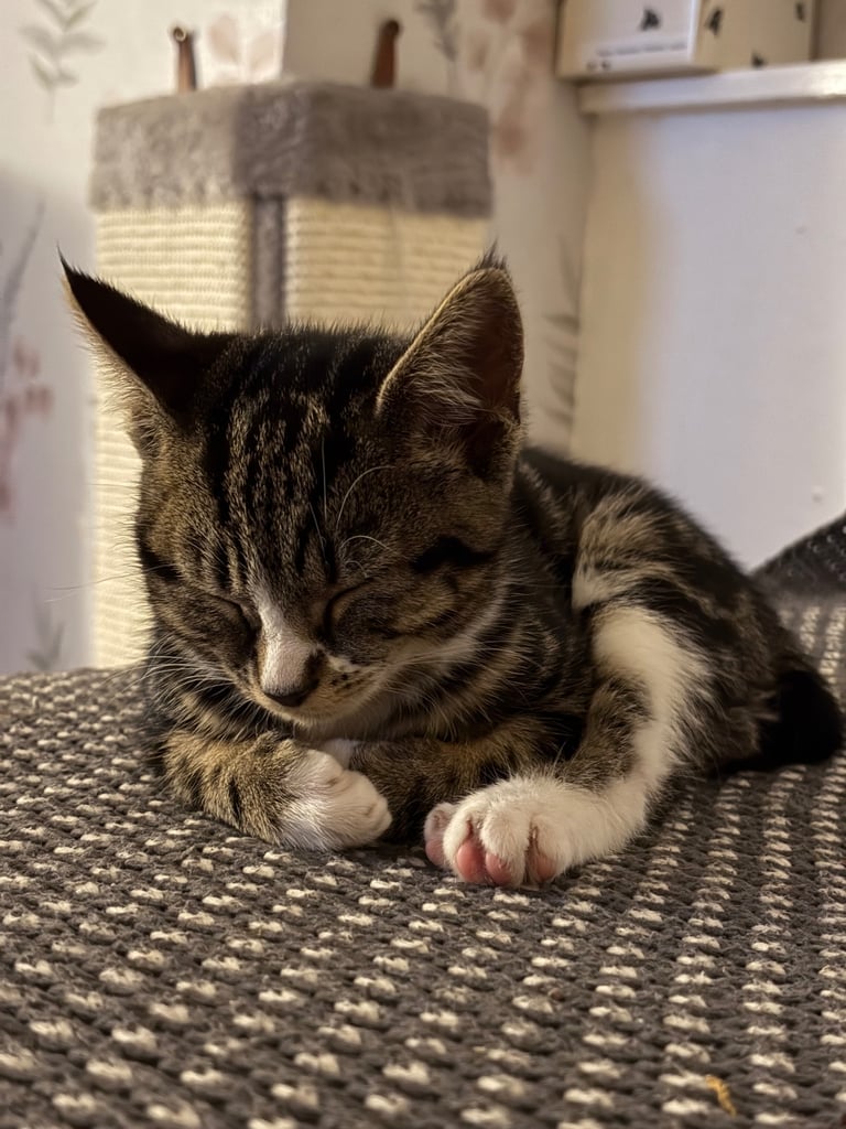 3 kittens for sale - All girls 