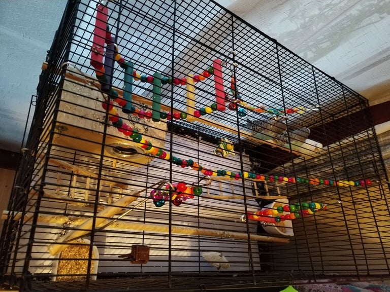 Budgie