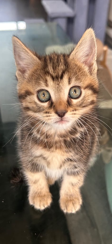 🐾 Adorable Kittens Looking for Their Forever Homes – 2 Girls & 3 Boys🐾