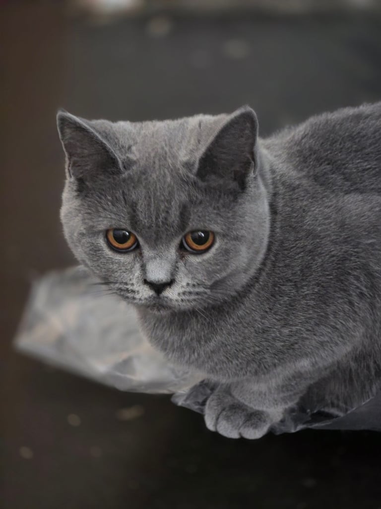 British shorthair kittens 