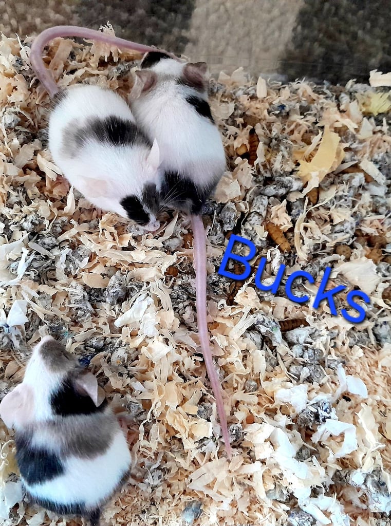 Mice for sale (Bucks)