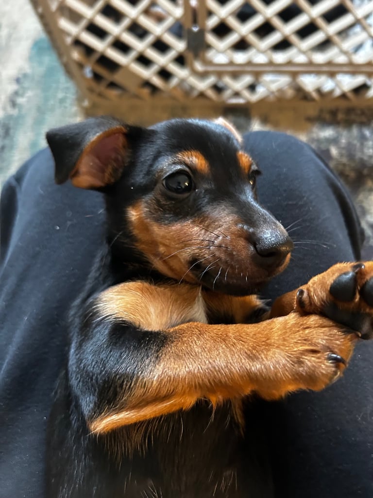 image for Miniature Jack Russell puppies - one left