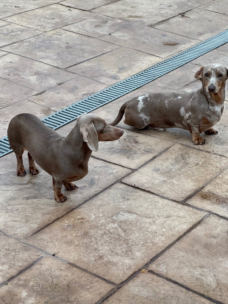 Miniature dachshund adults for sale 