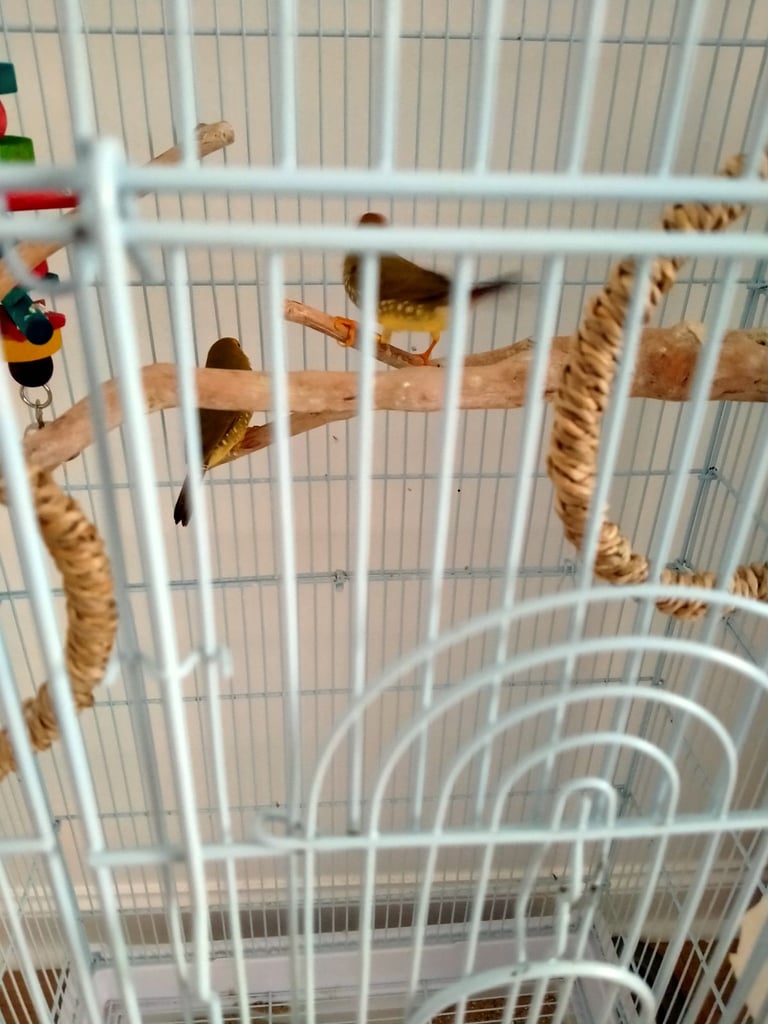 Star Finches and cage