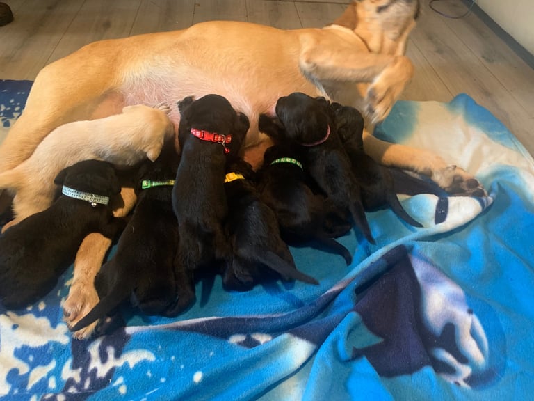 Labrador puppies 