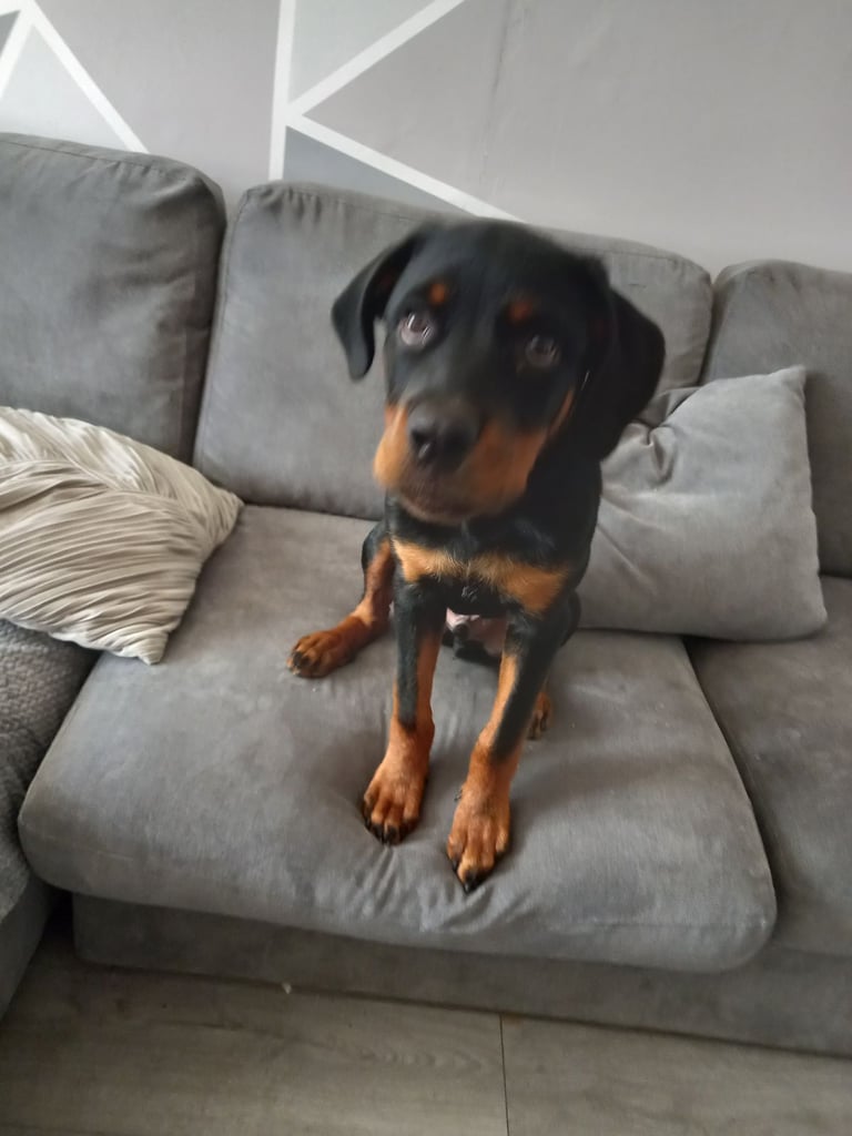 Rottweiler pup for sale