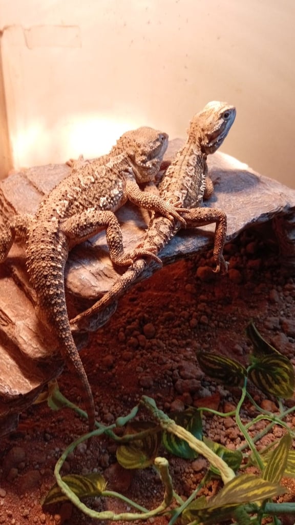 Young bearded dragons. 