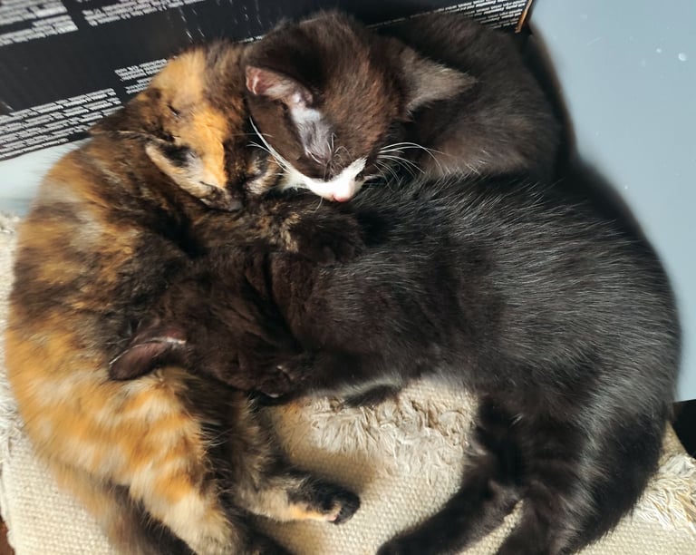 Four adorable kittens ready for loving homes