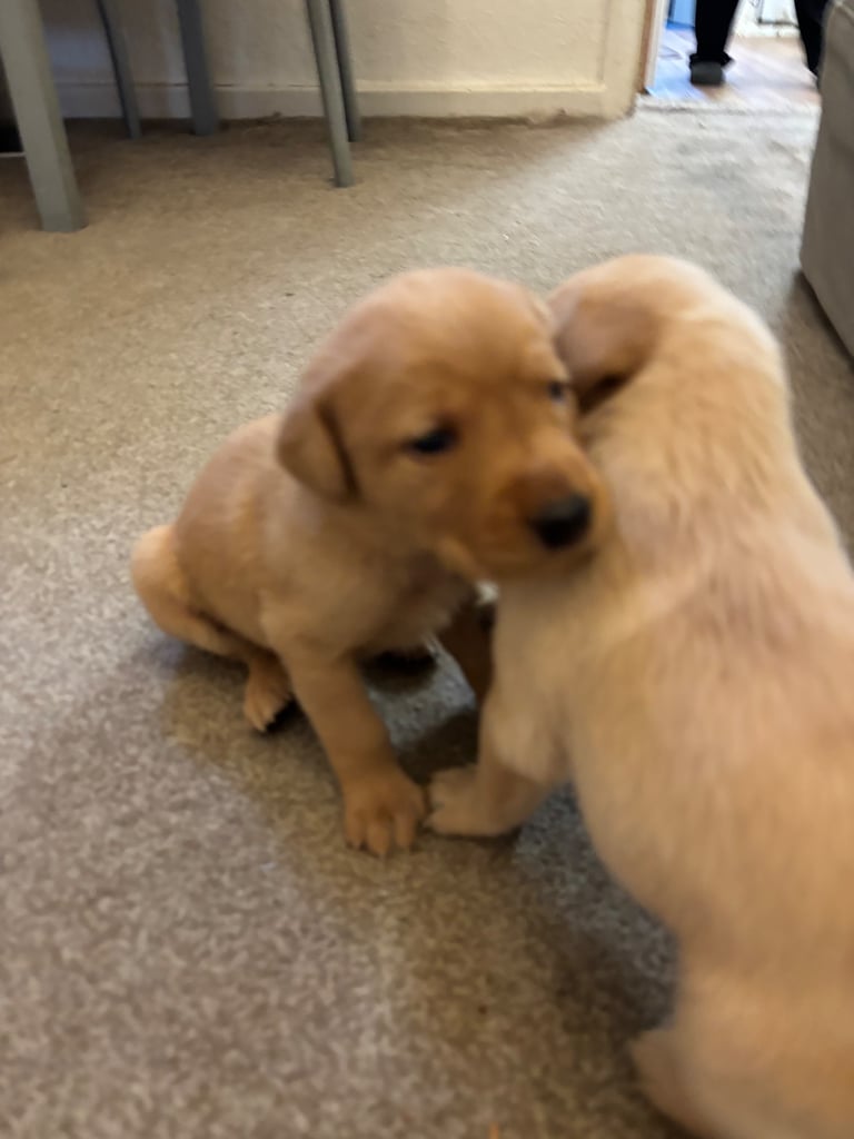 Red fox Labrador puppies for sale 