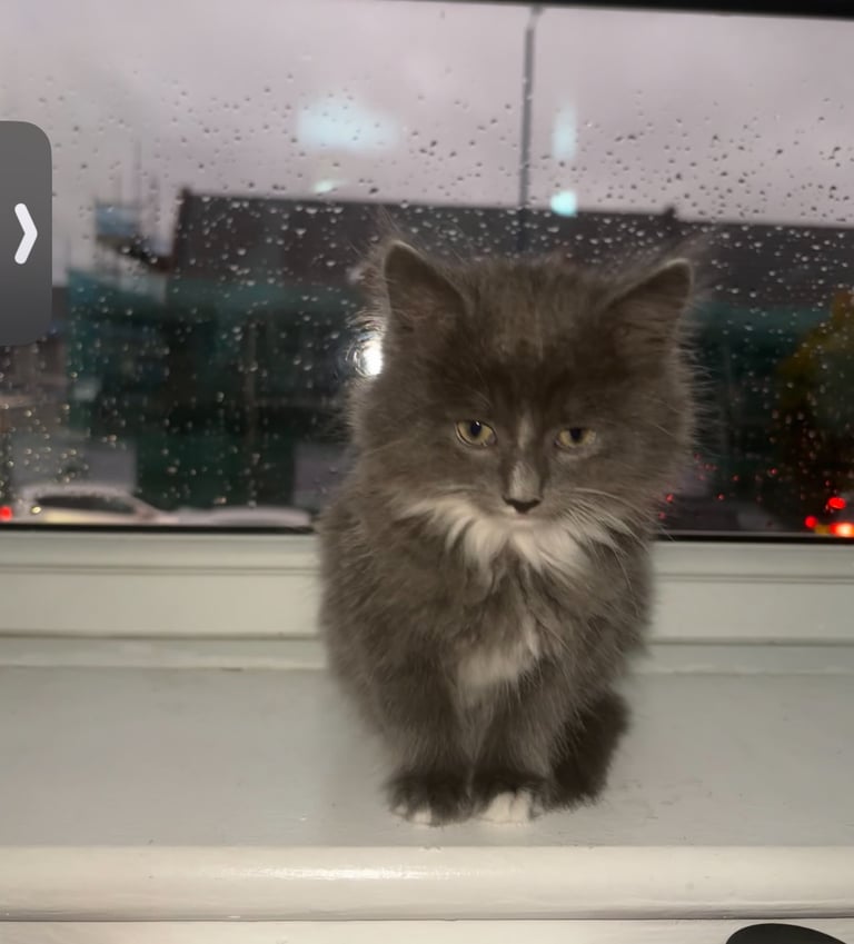 Needs new home asap