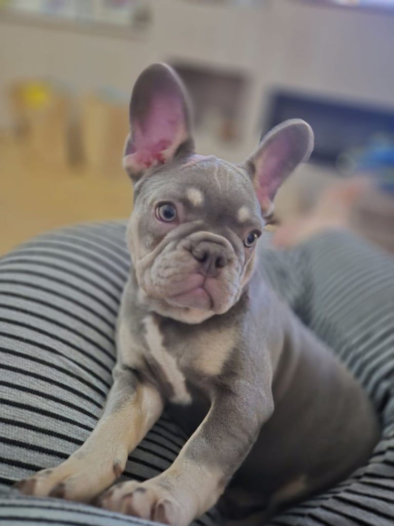 image for Lilac & tan french bulldog 