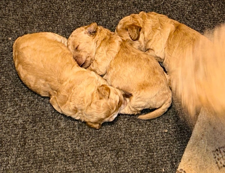 Cockapoo puppies 