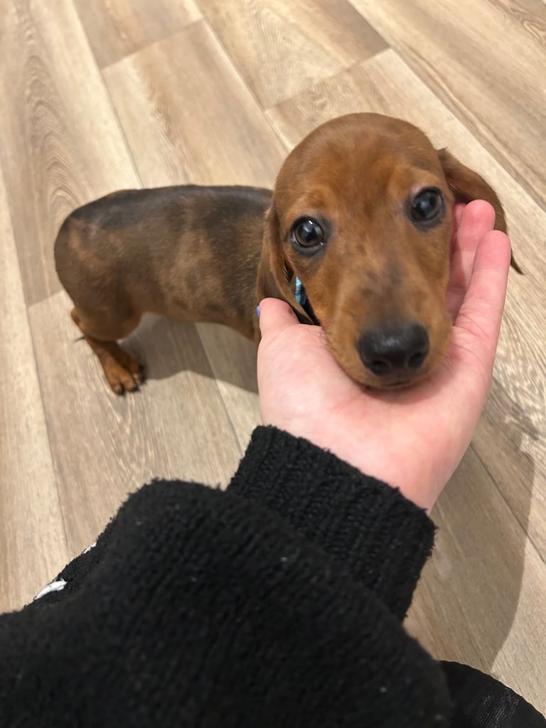 Miniature dachshund male puppy 
