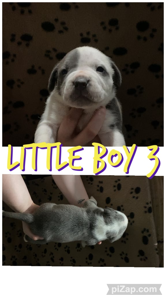 Staffordshire bull terrier puppies for sale 
